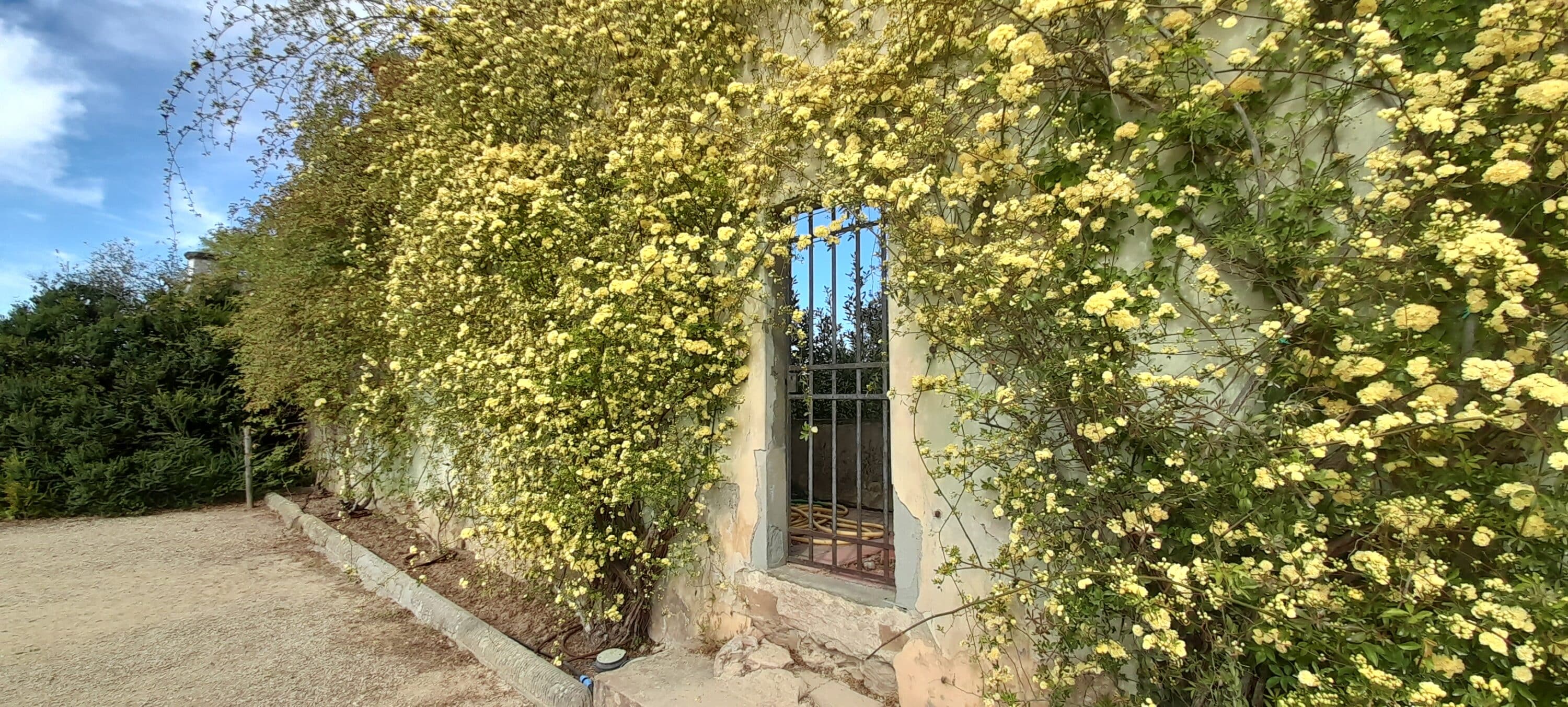 boboli-giadino-cavalierei