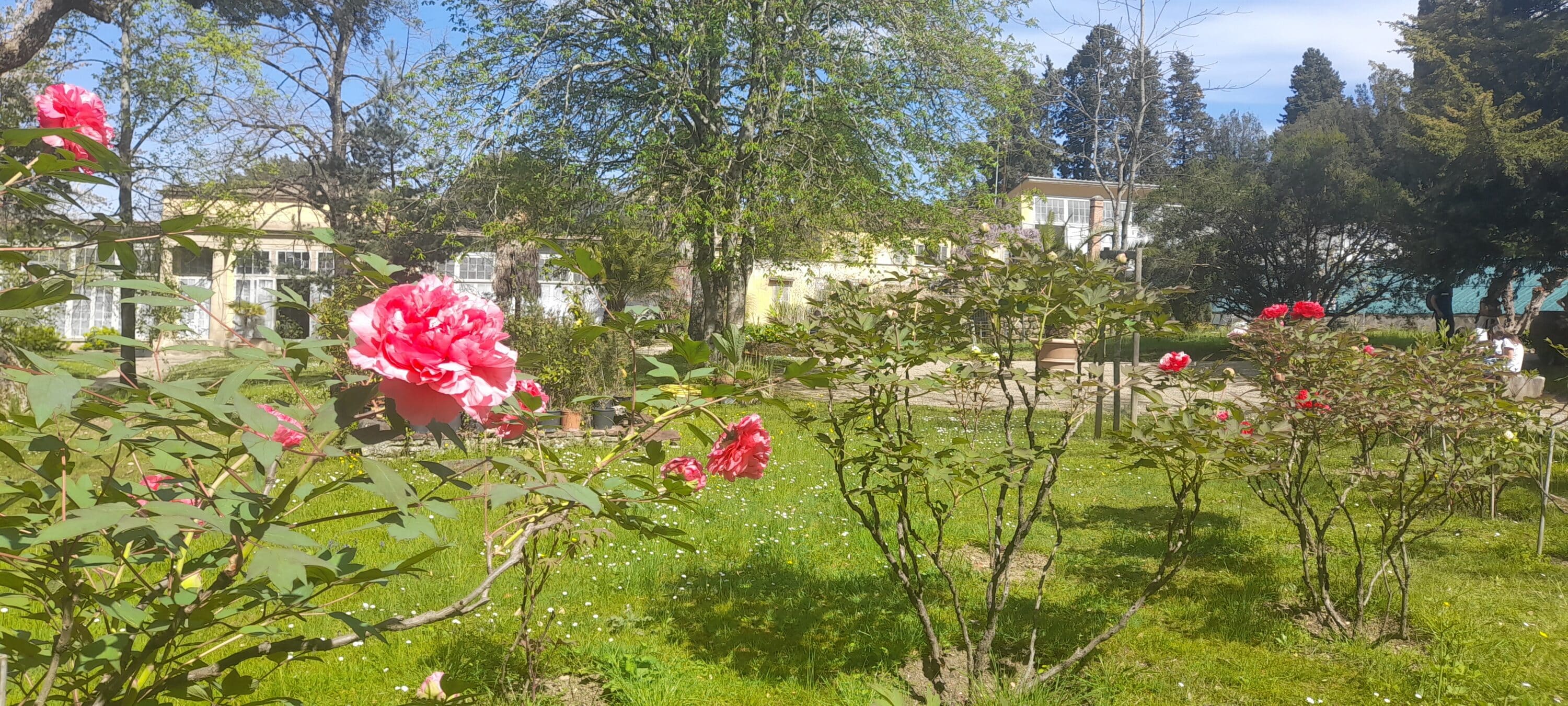 boboli-giardino-botanica-superiore-1