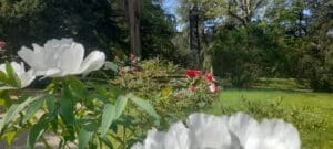 boboli-giardino-botanica-superiore