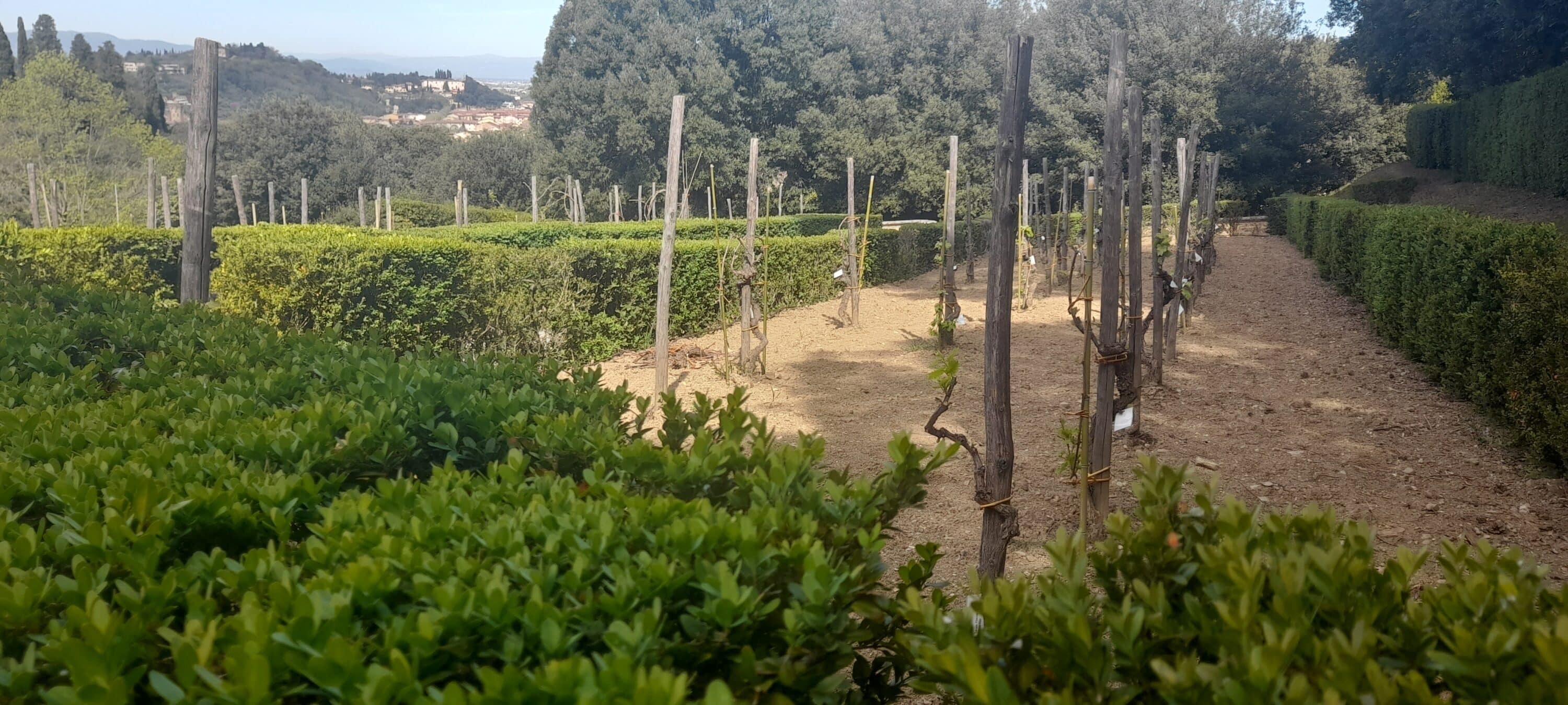 boboli-vigna