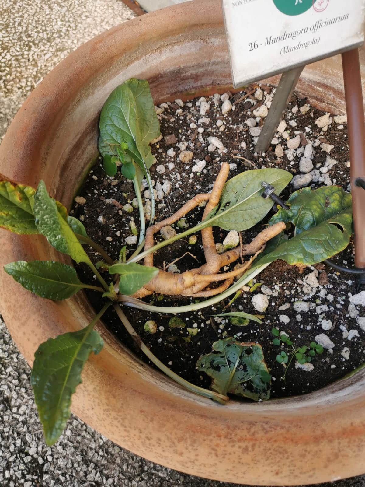 Mandrake root